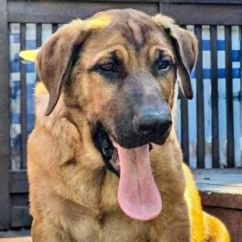 Cameron (20260811-02) -  Mastiff Dog for Adoption in Niagara Falls, Ontario - Cameron (20260811-02) | PetCurious