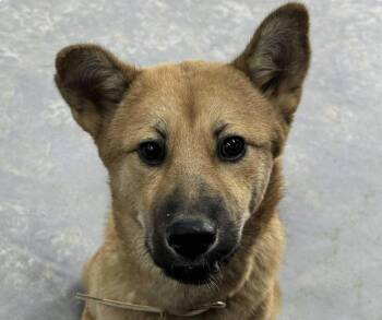 Rescue Jindo Dogs for Adoption in San Ramon, California - Mitte | PetCurious
