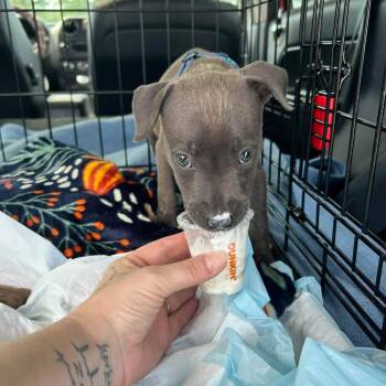 Olive Oyl -  Mixed Breed Dog for Adoption in Northville, Michigan - Olive Oyl | PetCurious