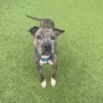 Poppy -  Pit Bull Terrier Dog for Adoption in Hilliard, Ohio - Poppy | PetCurious