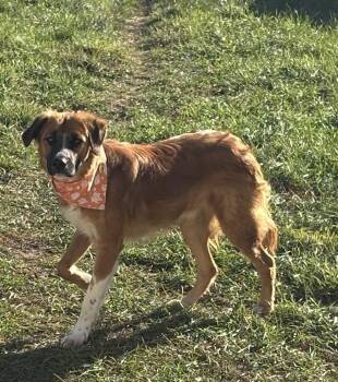 Blaze -  Collie and Retriever Dog for Adoption in South Bend, Indiana - Blaze | PetCurious