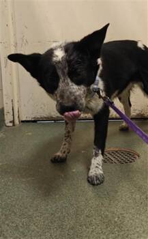 Mixed Breed Dogs Available for Adoption - A174642 | PetCurious