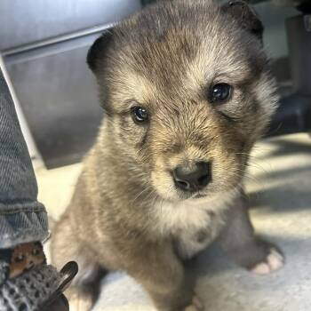 Mixed Breed Dogs Available for Adoption - Tank | PetCurious