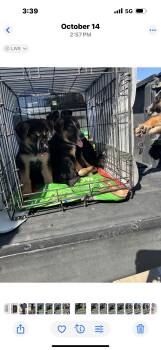 Rescue Australian Cattle Dog Blue Heeler Dogs for Adoption in Haslet, Texas - Andi | PetCurious