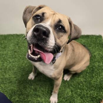 Rescue Boxer and Pit Bull Terrier Dogs for Adoption in Columbia, Missouri - Bree | PetCurious