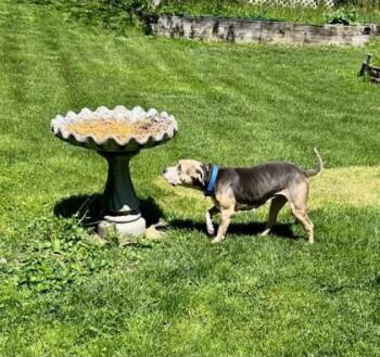 Pit Bull Terrier and Mixed Breed Dogs Available for Adoption in Kansas City, Missouri - Gabrielle | PetCurious