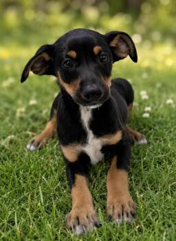 Turtle -  Chihuahua Dog for Adoption in Chattanooga, Tennessee - Turtle | PetCurious