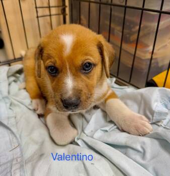 Valentino -  Black Mouth Cur and Pit Bull Terrier Dog for Adoption in Semmes, Alabama - Valentino | PetCurious