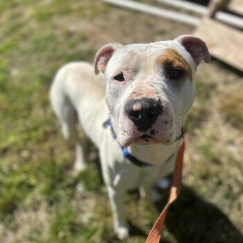 Mixed Breed Dogs Available for Adoption in Jacksboro, Tennessee - Foot Loose | PetCurious
