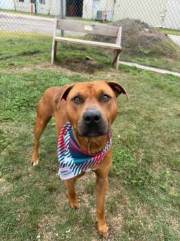 Pit Bull Terrier Dogs Available for Adoption in Silsbee, Texas - Jett #A-141186  | PetCurious