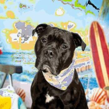 Bubba D12195 -  American Bulldog and Pit Bull Terrier Dog for Adoption - Bubba D12195 | PetCurious