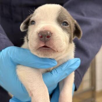 Cattle Dog and Mixed Breed Dogs Available for Adoption - Froot Loops | PetCurious