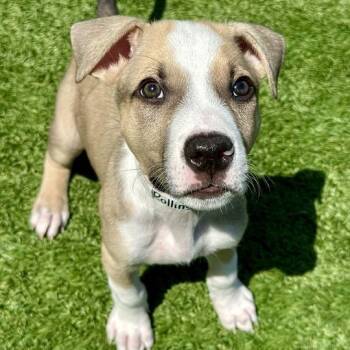 Rolling Rock -  Pit Bull Terrier Dog for Adoption in Matteson, Illinois - Rolling Rock | PetCurious
