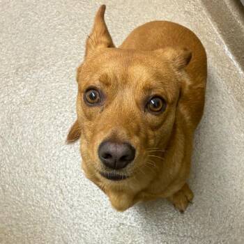 Phineas -  Dachshund and Mixed Breed Dog Available for Adoption in Corpus Christi, Texas - Phineas | PetCurious