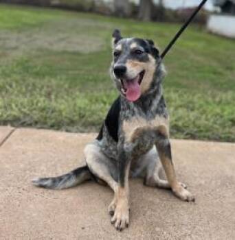 Mixed Breed Dogs Available for Adoption in West Chester, Pennsylvania - Fondue | PetCurious