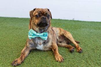 Kaleo -  Pug and Chihuahua Dog for Adoption in Gardena, California - Kaleo | PetCurious