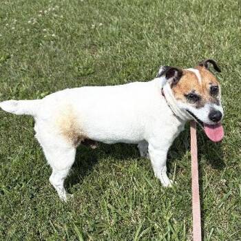 BOHDI -  Jack Russell Terrier Dog for Adoption in Scottsburg, Indiana - BOHDI | PetCurious