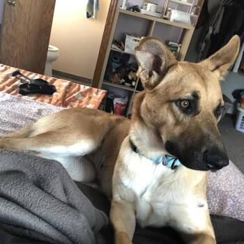Paige -  Mixed Breed Dog for Adoption in Buffalo, Minnesota - Paige | PetCurious
