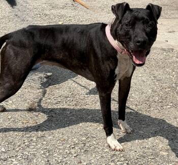 Laya -  Mixed Breed Dog for Adoption in Mckeesport, Pennsylvania - Laya | PetCurious