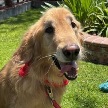 Golden Retriever Dogs Available for Adoption in Los Angeles, California - Baylee | PetCurious