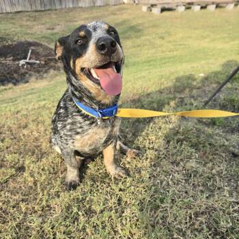 Rescue Dachshund and Australian Cattle Dog Blue Heeler Dogs for Adoption in Guilford, Connecticut - Jack | PetCurious