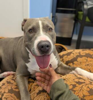 Sky -  Pit Bull Terrier Dog for Adoption - Sky | PetCurious