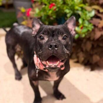 Lore -  American Bulldog and French Bulldog Dog for Adoption in Austin, Texas - Lore | PetCurious