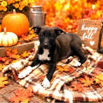 Quincy -  Black Labrador Retriever and Mixed Breed Dog for Adoption in South Elgin, Illinois - Quincy | PetCurious