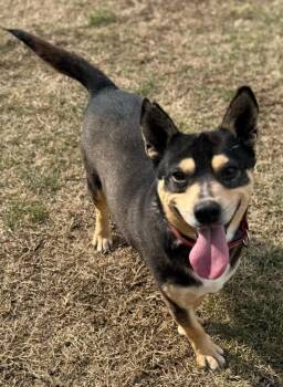 Mixed Breed Dogs Available for Adoption - Bear | PetCurious