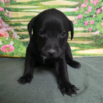 Mixed Breed Dogs Available for Adoption - Edna | PetCurious