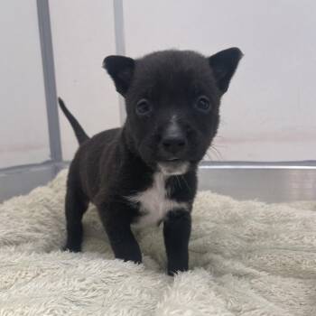 Tipo -  Rottweiler and Mixed Breed Dog for Adoption in Murray, Utah - Tipo | PetCurious