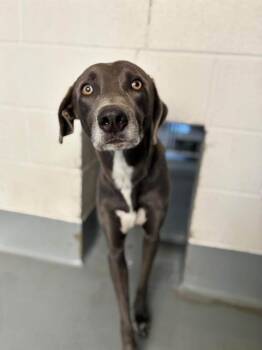 A256546 -  Weimaraner Dog for Adoption in Visalia, California - A256546 | PetCurious