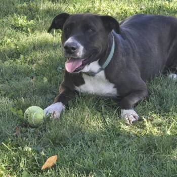 Mel B -  Mixed Breed Dog for Adoption in Grand Forks, North Dakota - Mel B | PetCurious