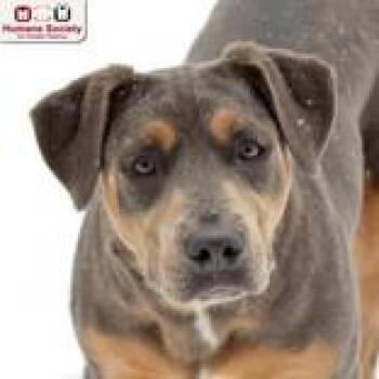 Terrier Dogs Available for Adoption - Moose | PetCurious