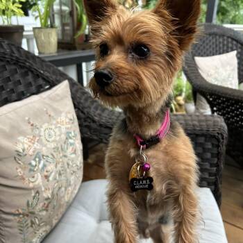 Prince -  Yorkshire Terrier Dog for Adoption in Closter, New Jersey - Prince | PetCurious