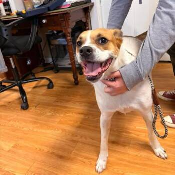 Whiskey -  Mixed Breed Dog for Adoption in Greensburg, Indiana - Whiskey | PetCurious