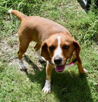 MEIMEI -  Beagle Dog for Adoption in Edisto Island, South Carolina - MEIMEI | PetCurious