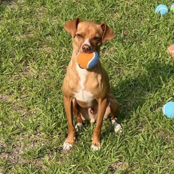Dobby -  Chihuahua Dog for Adoption in Durham, North Carolina - Dobby | PetCurious