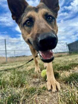 Ursula -  German Shepherd Dog Dog for Adoption in Salem, Oregon - Ursula | PetCurious