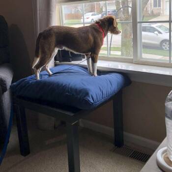 Terrier and Mixed Breed Dogs Available for Adoption in Olathe, Kansas - Archie | PetCurious