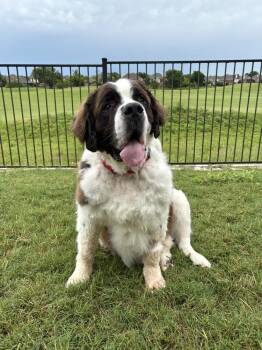 Big Daddy Hoss Cash -  Saint Bernard Dog for Adoption in Frisco, Texas - Big Daddy Hoss Cash | PetCurious