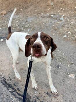 Hammy -  German Shorthaired Pointer Dog for Adoption in Fruit Heights, Utah - Hammy | PetCurious