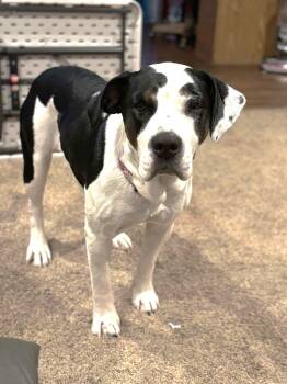 Rescue English Bulldog and Australian Shepherd Dogs for Adoption in Lewiston, Idaho - Stella | PetCurious