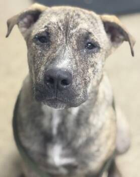 Rowan -  Cirneco Delletna Dog Available for Adoption in La Grange, Texas - Rowan | PetCurious