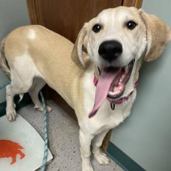 Great Pyrenees and Mixed Breed Dogs Available for Adoption in Lenexa, Kansas - Jessica | PetCurious