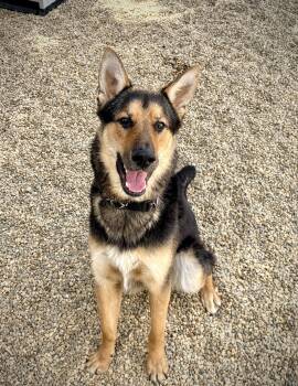 Ace -  German Shepherd Dog Dog for Adoption in Kalamazoo, Michigan - Ace | PetCurious