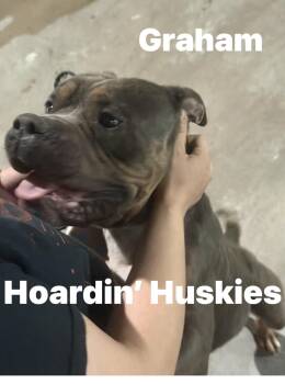 Bulldog Dogs Available for Adoption in Sumter, South Carolina - Graham | PetCurious