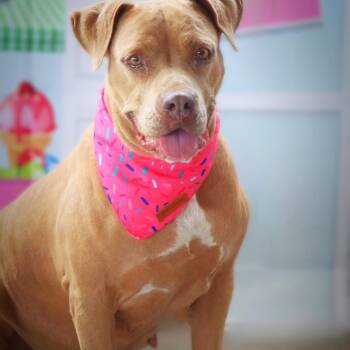 Abilene JuM -  Pit Bull Terrier Dog for Adoption in Austin, Texas - Abilene JuM | PetCurious
