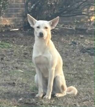 Mixed Breed Dogs Available for Adoption in Glocester, Rhode Island - Curly Sue | PetCurious