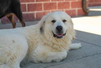 Great Pyrenees Dogs Available for Adoption in Stafford, Virginia - Stacey | PetCurious